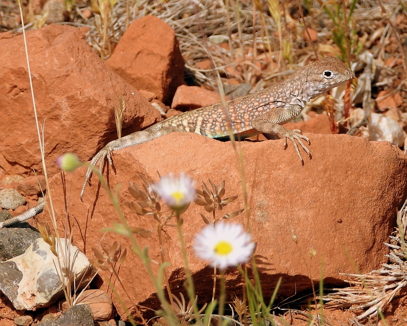 Lizard in the desert