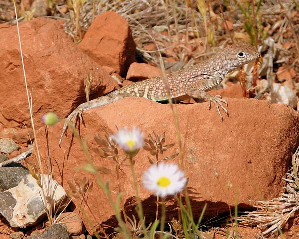 Lizard in the desert by Heather Liolios