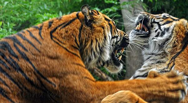 Big Cats by Alpha Whiskey Photography by Alpha Whiskey...