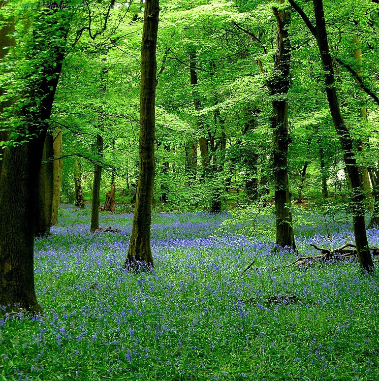 Bluebells, Hertfordshire