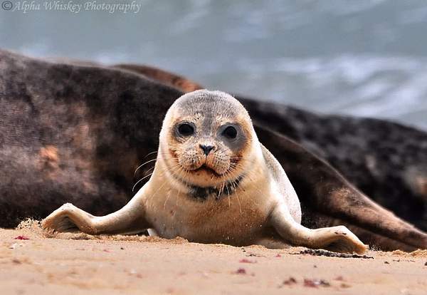Seals by Alpha Whiskey Photography by Alpha Whiskey...