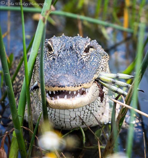Florida Wildlife by Alpha Whiskey Photography