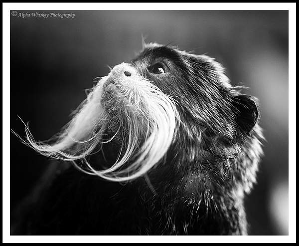 Animal Portraits by Alpha Whiskey Photography