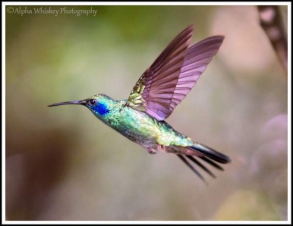 Hummingbird Garden by Alpha Whiskey Photography by Alpha...