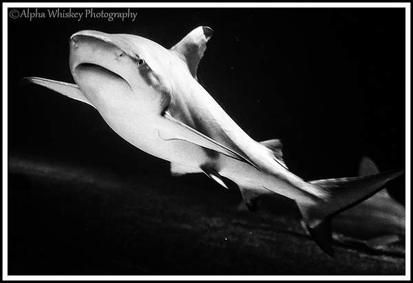 Universeum by Alpha Whiskey Photography