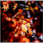 Autumn Colours 2016