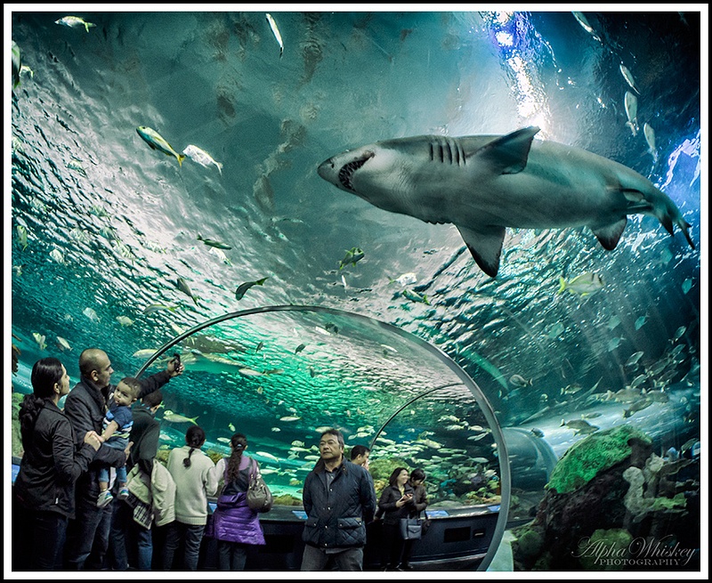 Ripley's Aquarium Of Canada