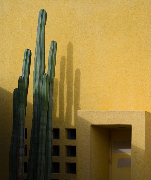 CactusDream - California Fantasy - GIGI CHUNG PHOTOGRAPHY