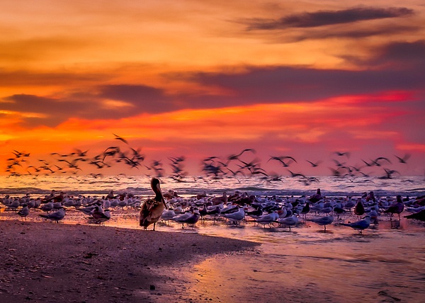 Pelican Watch at Clam Pass Beach - Home - Dee Potter Photography