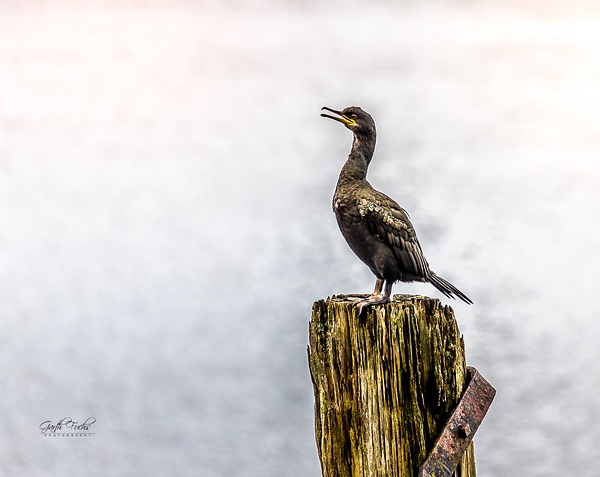 Bird Scotland Glencoe - Wildlife - Garth Fuchs Photography  