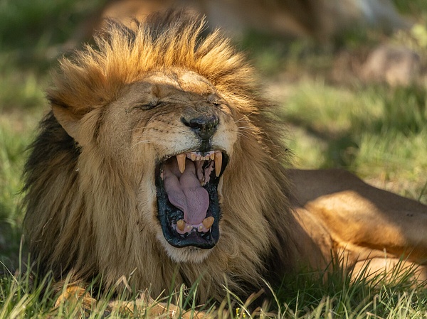 Lion+in+Kruger+National+Park - Wildlife - Garth Fuchs Photography  