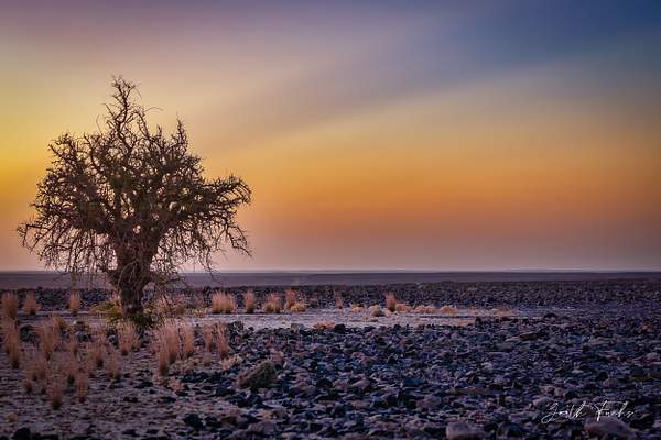Lone Tree in Desert-1 by Garth Fuchs