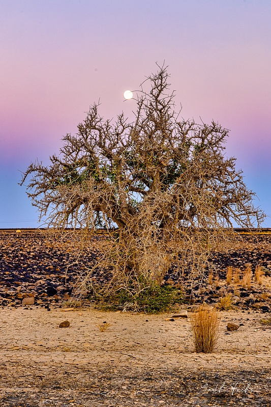 Lone tree with Moon in blue hour in Desert-1