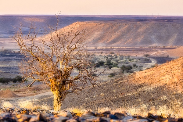 Tree on a hill in the Yemen Desert-1 - Special: Namibia - Garth Fuchs Photography 