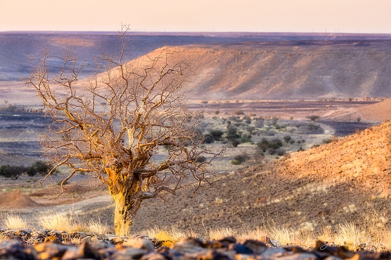 Tree on a hill in the Yemen Desert-1