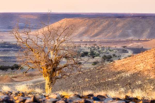 Tree on a hill in the Yemen Desert-1 by Garth Fuchs