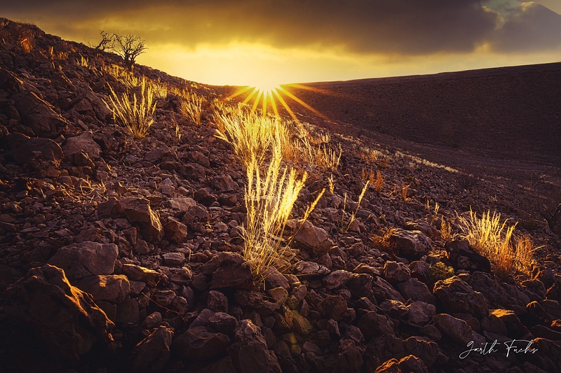 Grass in the sun in the Yemeni Desert-1