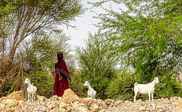 Bedouin with the herd in Yemen-1 by Garth Fuchs