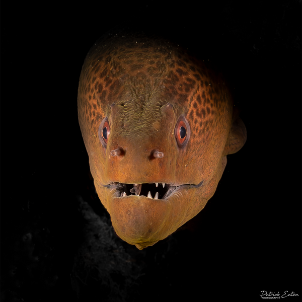 Sharm el-Sheikh - Moray Eel 003 - Underwater - Patrick Eaton Photography 