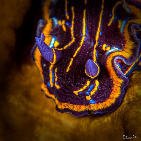 Cabo Verde - Nudibranch 002 - Underwater - Patrick Eaton Photography 