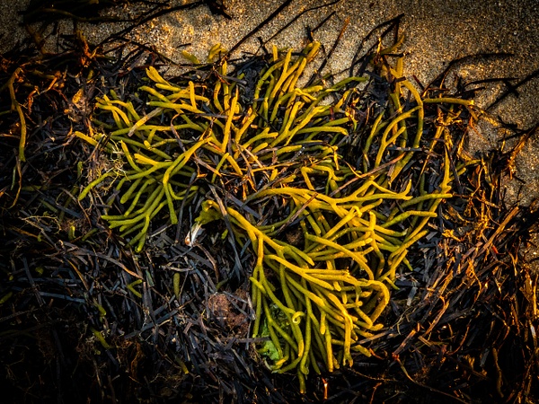 Seaweed - 2021 Favorites - Blackburn Images 
