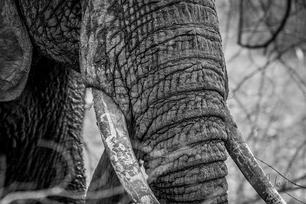Zambia-Elephant by ReiterPhotography