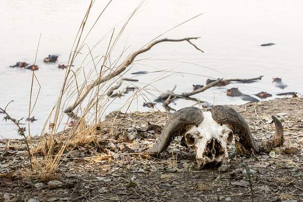 Zambia-Buffalo-Skull by ReiterPhotography