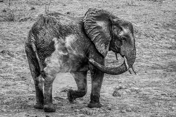 Zambia-Elephant-3 by ReiterPhotography