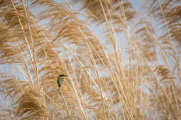 Zambia-Bird-Grass by ReiterPhotography