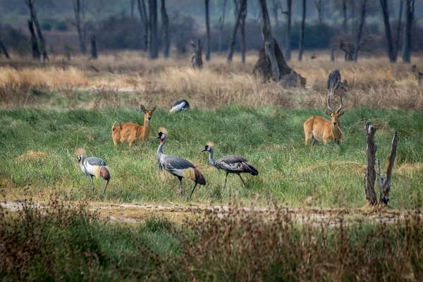 Zambia-Green-Grass-Animals by ReiterPhotography