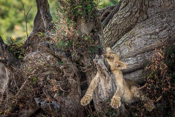 Zambia-Lion-Cub by ReiterPhotography