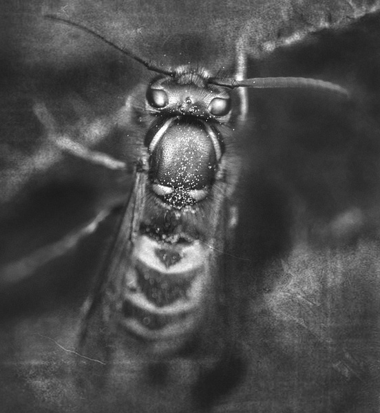 a bee in bw looking old - Insects - Molin Photos 