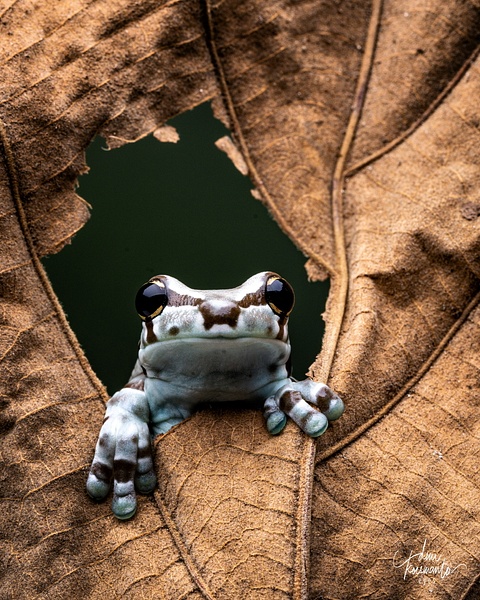 Amazon Milk Frog - Home - Deni Koeswanto Eyes