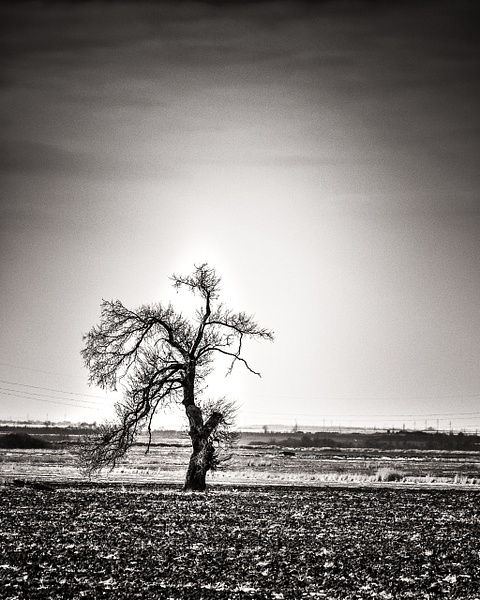 The Running Tree - Black and White - Arian Shkaki Photography  