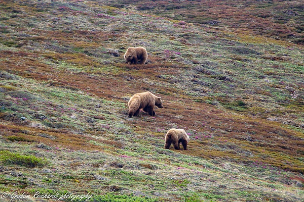 3 brown bears Denali Park 6-15 (1) - Alaskan Animals - Graham Reichardt Photography  