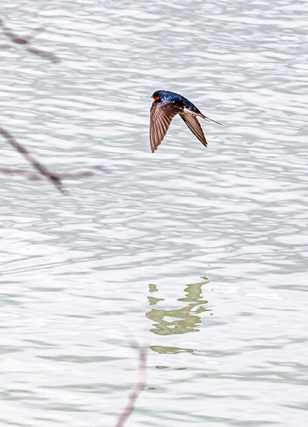 Welcome Swallow photographed at Sulphur Point Lake Rotorua (6 of 1) - NZ General - Graham Reichardt Photography  