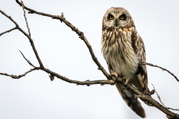 Short-eared Owl - Portfolio - Brad Balfour Photography 