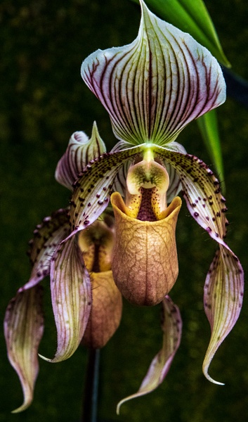 Orchid  at Longwood Gardens - Portfolio - Brad Balfour Photography