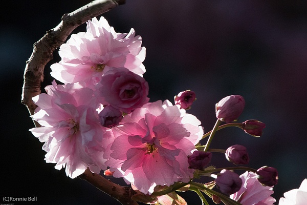Pink Cherry Blossom - Flowers - Ronald Bell 