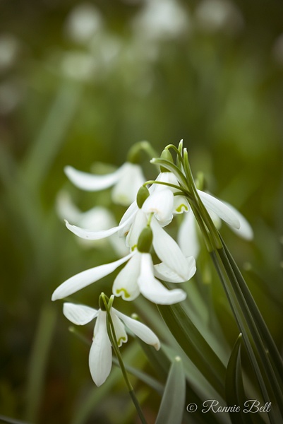 Rozelle Snowdrops-1 - Flowers - Ronald Bell