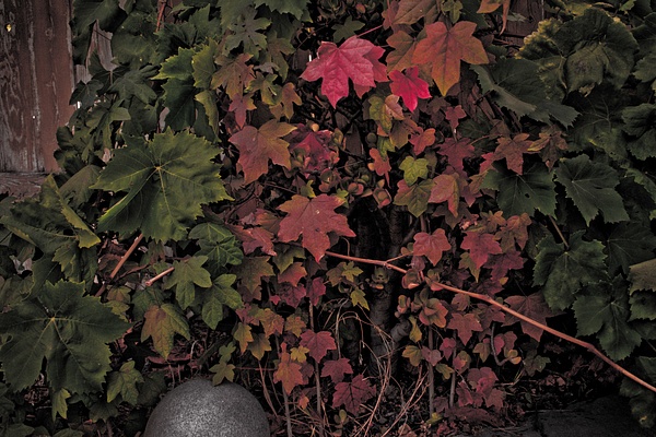 Fall Colors in California - Portfolio - Bren O'Malley Photography
