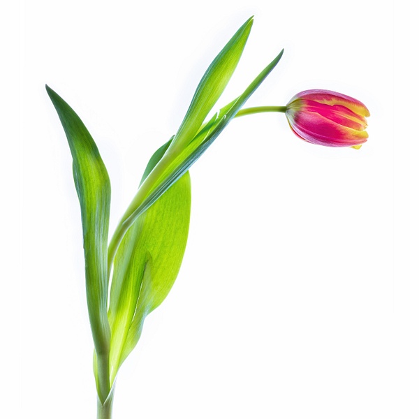 red-yel tulip on white - Flowers on White - JaxPropix Photography