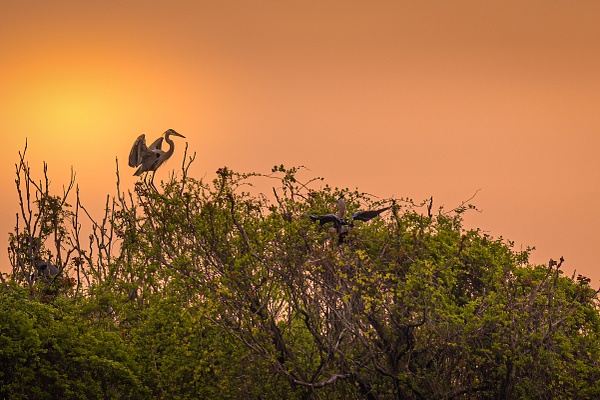 blue heron sunrise - Birds - JaxPropix Photography 