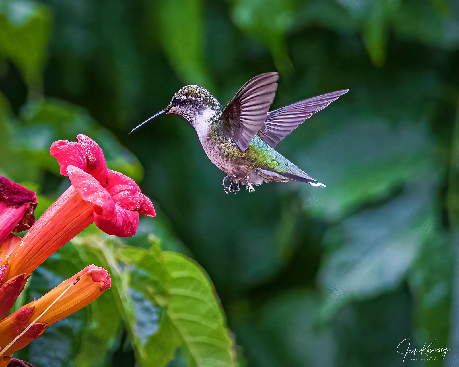 Photographing Humming Birds - Aug 10, 2021