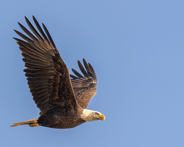 bald eagle vets park - Birds - JaxPropix Photography