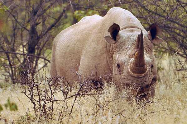 rinoceronte nero a Kamanjab