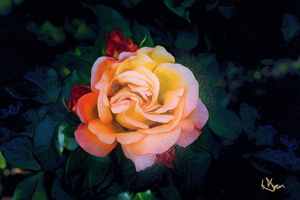 Rose - Pastel