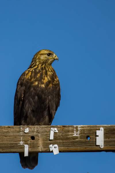Rough -legged Hawk by keeleysphotos