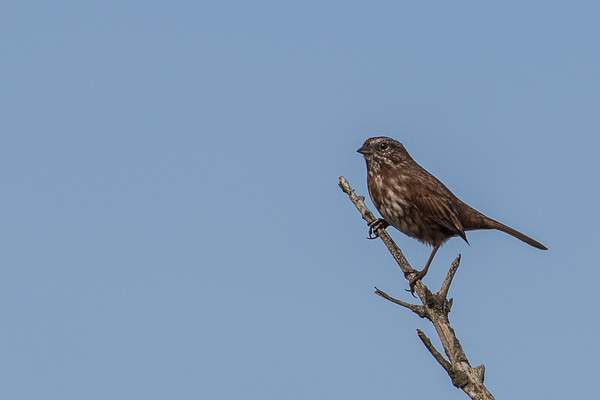 Song Sparrow by keeleysphotos