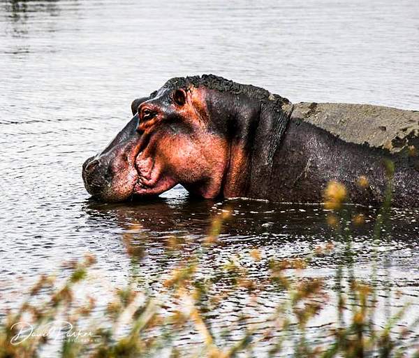 Hippo by DavidParkerPhotography